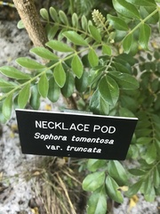 Sophora tomentosa