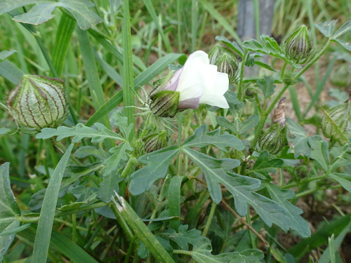 Hibiscus trionum