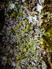 Physconia leucoleiptes