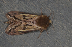 Hepialidae