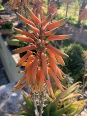 Aloe