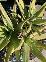Aloe