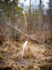 Elymus virginicus virginicus