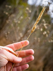 Elymus virginicus virginicus