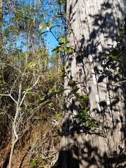 Pieris phillyreifolia