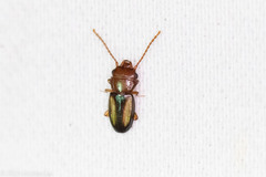 Laemophloeus terminalis