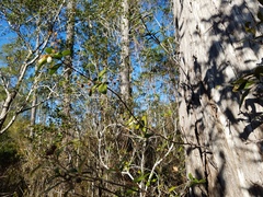 Pieris phillyreifolia