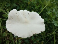 Clitocybe