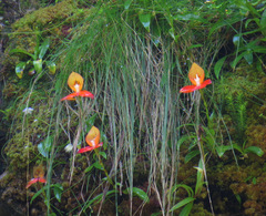 Disa uniflora