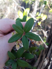 Pieris phillyreifolia