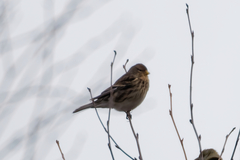 Linaria flavirostris
