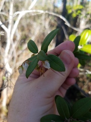 Pieris phillyreifolia