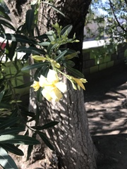 Nerium oleander