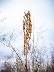 Rumex britannica