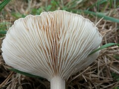 Clitocybe