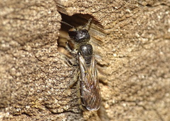 Chelostoma florisomne