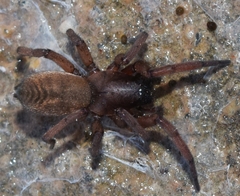 Haplodrassus