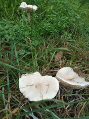 Clitocybe