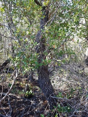 Cliftonia monophylla