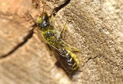 Chelostoma florisomne