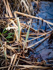Carex lacustris