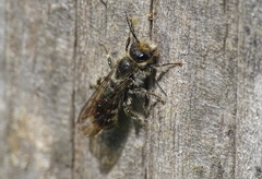 Chelostoma florisomne