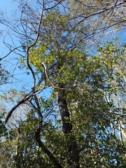 Cliftonia monophylla