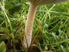 Clitocybe