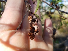 Cliftonia monophylla