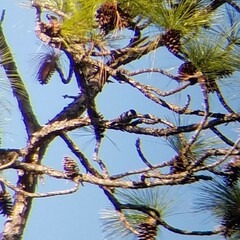 Dryobates borealis