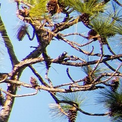 Dryobates borealis