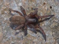 Haplodrassus