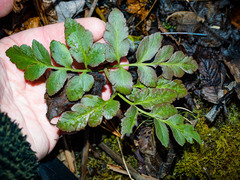 Sceptridium oneidense