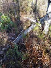 Xyris fimbriata