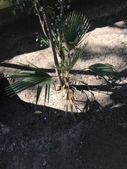 Arecaceae