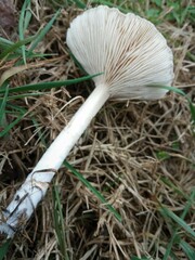 Clitocybe