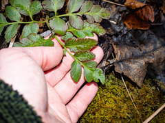 Sceptridium oneidense