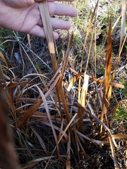 Xyris fimbriata