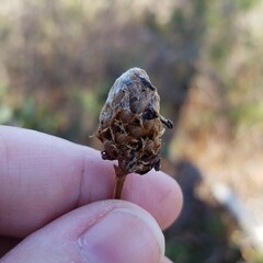 Xyris fimbriata