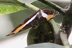 Adelpha cytherea