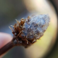 Xyris fimbriata