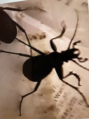 Carabus intricatus