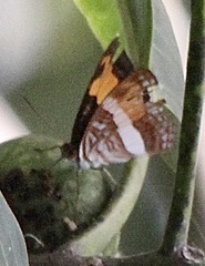 Adelpha cytherea