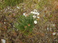 Chiliotrichum diffusum