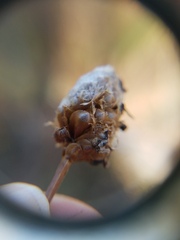 Xyris fimbriata