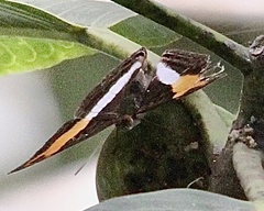 Adelpha cytherea