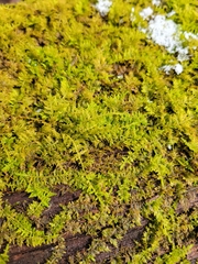 Thuidium delicatulum