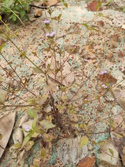Praxelis clematidea