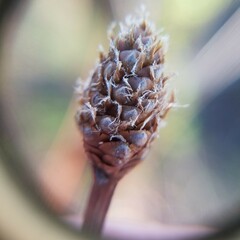 Xyris fimbriata
