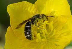 Chelostoma florisomne